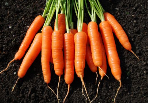 Havuçta A Vitamini Var mı?